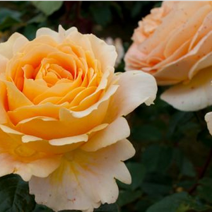 Кремово-желтая - Чайно-гибридные розы